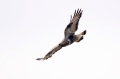 ruigpootbuizerd 1